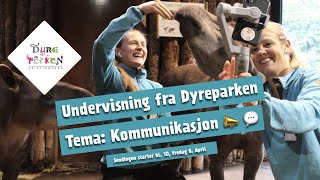 Undervisning fra Dyreparken Kommunikasjon 📣 💬 [upl. by Prouty]