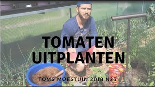 TM1825  Mijn tomaten uitplanten in de moestuin tunnel [upl. by Metcalf]