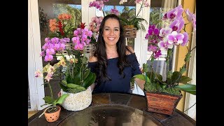 How to Care for Your Phalaenopsis Orchid  Orchid Care for Beginners  Orchid Diva [upl. by Acihsay938]