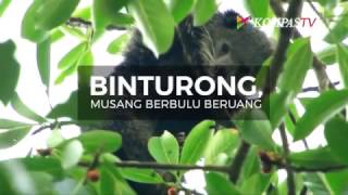 Binturong Musang Berbulu Beruang [upl. by Ellainad]