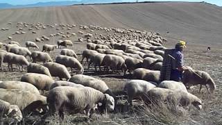 Shepherd and his flock [upl. by Irek]