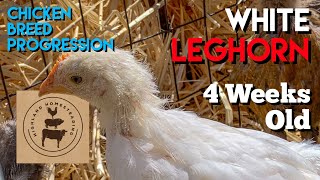 White Leghorn Chicken Breed Progression of Chick to Adult  4weeks old [upl. by Eciuqram806]