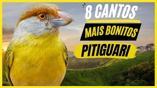 TOP 8 Cantos De quotPitiguariquot MAIS BONITOS e MELHORES  Pássaro Popular No Brasil [upl. by Raamaj252]