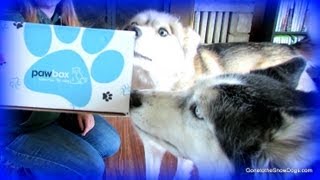 OAKLEY HUSKY IS SO GENTLE  Pawbox Unboxing 4 [upl. by Oicatsana594]