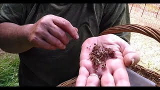 How To Harvest Red Clover Seeds [upl. by Ogu]