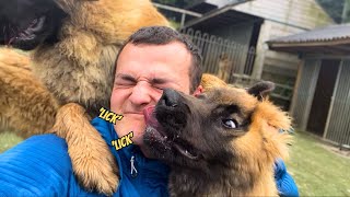 What Playing With GIANT LEONBERGER Puppies is like [upl. by Harbert]