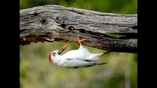 LEUCISTIC ACORN WOODPECKERS [upl. by Airliah]