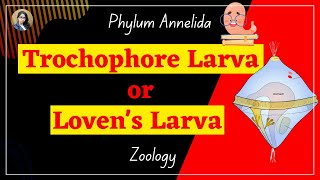 Trochophore larva or Lovens Larva II Phylum Annelida II Zoology [upl. by Hannad740]