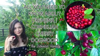 ALL YOU NEED TO KNOW ABOUT DRENJINA  CORNELIAN CHERRY DOGWOOD [upl. by Oliy]