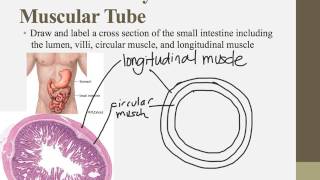 IB Biology Notes for Chapters 61 and D2 [upl. by Cenac224]