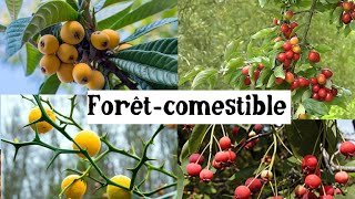 Fruitiers originaux et rustiques pour la forêtcomestible [upl. by Krystal]