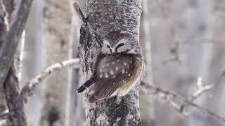 Northern Saw Whet Owl Catches Vole [upl. by Blondy]