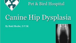 Canine Hip Dysplasia Presentation [upl. by Marlee]