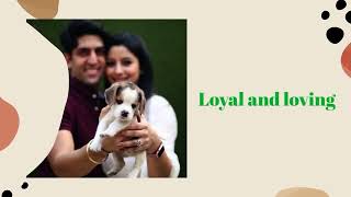 Adopting a pet  Plan with Dr Vinod Sharma Indias leading Vet [upl. by Martino838]