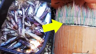 Catch A Lot of Fish Traditional Sabiki Fishing  Catch Squid Mackerel Tuna Bonito Fish and More [upl. by Jahdal]