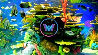 10 Hours Of Calm Relaxing Fish Aquarium With Music  Coral Reef Aquarium With Soothing Sleep Music [upl. by Ardie]