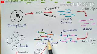 Oligo Analyzer Tool Free for Primer Dimer Analysis and Tm Calculation [upl. by Melitta277]