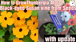 How to Grow Thunbergia Alata BlackEyed SusanClockvines Vine from Seeds With Update [upl. by Alecram938]