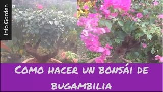 Como hacer un bonsái de bugambilia buganvillas y su mantenimiento  Info Garden [upl. by Odrarebe]