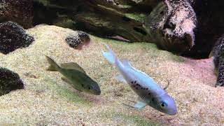 Ophthalmotilapia ventralis spawning [upl. by Venu582]