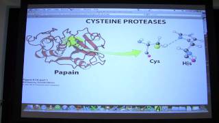 13 Biochemistry Catalytic Mechanisms II Lecture for Kevin Aherns BB 450550 [upl. by Weywadt]