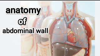 Anatomy lec1 anterior abdominal wall [upl. by Levinson311]