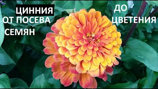 Цинния от А до Я [upl. by Atnas]