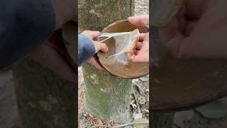 Latex rubber tree shorts rubber rubbertree asmr asmrsounds [upl. by Anatnas597]