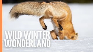 Christmas Winter Wonderland  How animals survive the winter [upl. by Pelmas932]