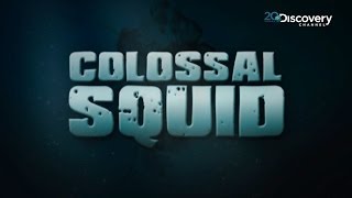 Discovering A Rare Giant Squid  Colossal Squid [upl. by Paxon]