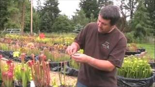 How to Pollinate Sarracenia Flowers [upl. by Liane810]