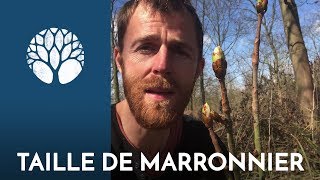 Un marronier vient dêtre taillé cest le moment de récolter [upl. by Aelhsa]