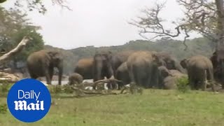 Heartbreaking moment herd of elephants mourn dead leader [upl. by Tempa]