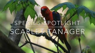 Forest Birds  Scarlet Tanager [upl. by Serra]