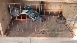 Belgian Racing Pigeons  Pairing Up ALL Of Our Pigeons For Breeding [upl. by Lundt]