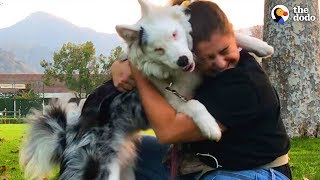 Deaf And Blind Dog Knows Special Language  The Dodo [upl. by Carmon60]