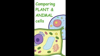 Comparing plant and animal cells [upl. by Theobald849]