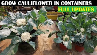 How To Grow Cauliflower At Home WITH FULL UPDATES [upl. by Linn127]