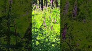 lm Wald  Lichtung mit hunderten roten Fingerhut 🌺🥀🌱 nature wildlife [upl. by Aikemet]