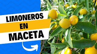 LIMONERO EN MACETA 4 CONSEJOS PARA QUE TE DEN MUCHOS FRUTOS  COMO CUIDAR LIMONERO [upl. by Lrae964]