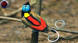 TOP 10 AVES EXÓTICAS más BONITAS y HERMOSAS del MUNDO [upl. by Yromem]