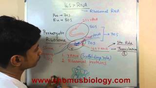 16s rRNA [upl. by Onaled398]