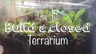 How to build a closed Terrarium [upl. by Inaluiak]