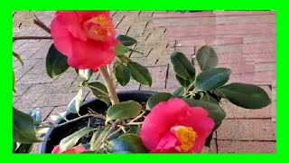 How To Grow Camellias in Pots  Camellia Plant Care in Containers [upl. by Cristina]