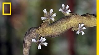 Gecko Feet How Do They Stick to Walls  National Geographic [upl. by Eicram]