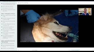 Mandibular  Inferior alveolar  Nerve Block in a dog [upl. by Duax]