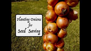 Planting Onions for Seed  Seed Saving [upl. by Lanahtan]