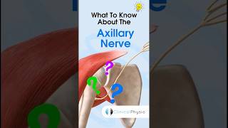 Axillary Nerve anatomy physicaltherapy physiotherapy shoulderdislocation [upl. by Evangelia]