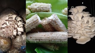 Amazing MUSHROOM SPAWN making using CORN COB [upl. by Heyra541]