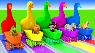 5 Giant Duck CartoonCowElephantTigerLionGorillaPaint Wild Animals Crossing Fountain Animation [upl. by Atinid61]